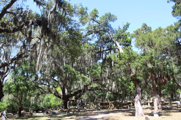 Bosque Bello cemetery is one of the latest properties in Nassau County to achieve a Level 1 Arboretum Accreditation from ArbNet. Photo by Amy Mulligan/News-Leader