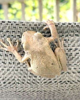 An invasive Cuban Treefrog found at a home in Fernandina Beach. Submitted photo 