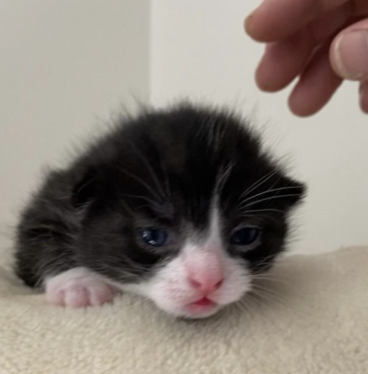 Two week old Ollie: this age requires the adequate care of being bottle fed every two hours if the mother is not present. By Marisa DeMar/News-Leader