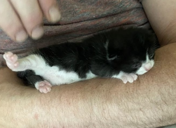 Two week old Ollie: this age requires the adequate care of being bottle fed every two hours if the mother is not present. By Marisa DeMar/News-Leader