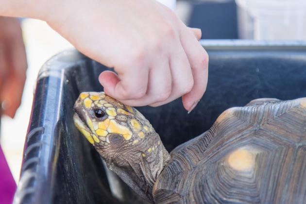 The Wild Amelia Nature Festival Eco Expo and Nassau County's Opening of the Beaches event were held Saturday at Main Beach Park. Photo by Ashley Chandler/News-Leade
