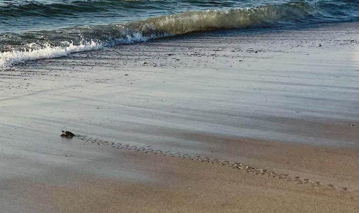 A hatchling finds its way to the Atlantic in a previous sea turtle nesting season on Amelia Island. File photo
