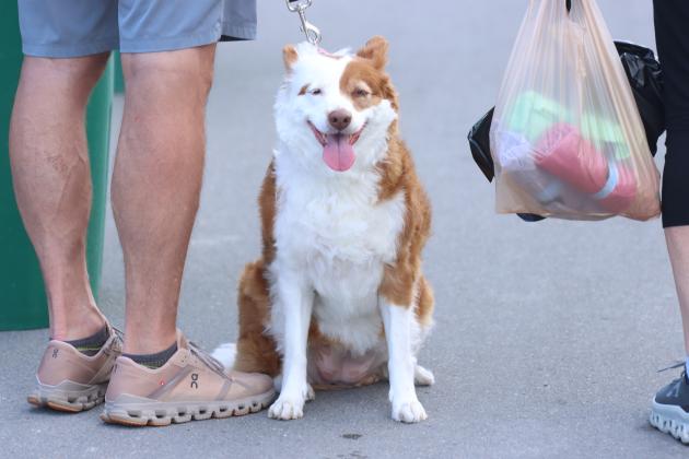 Spotted at Shrimp Fest on Friday. Photo by Ashley Chandler/News-Leader