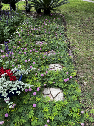 Babs Marshall’s garden. Submitted