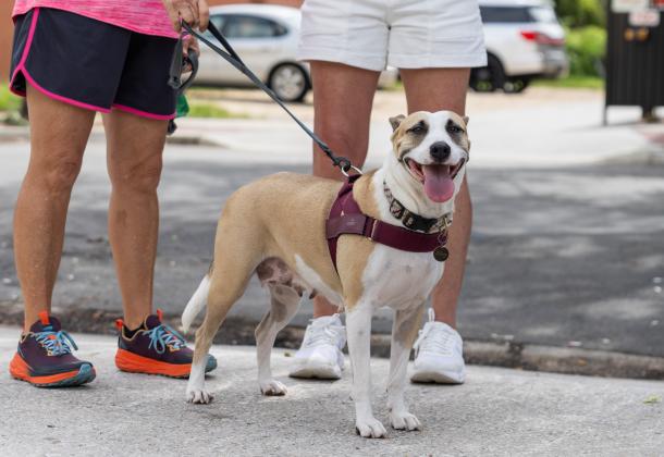 Free Biscuits recently hosted an adoption event, Puppy Palooza, on Centre Street. The organization said it wants to use data to determine what people need the most for their pets. Submitted photo