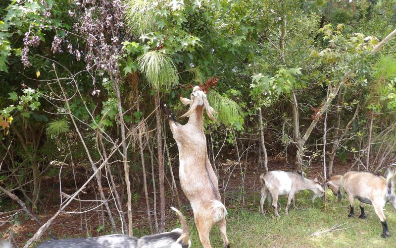 Goats at Jaybird Hammock Farm in Yulee. By Marisa DeMar/News-Leader
