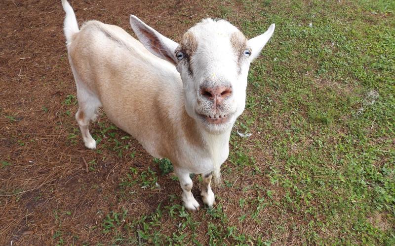 A goat smiles for a picture at Jaybird Hammock Farm in Yulee. By Marisa DeMar/News-Leader