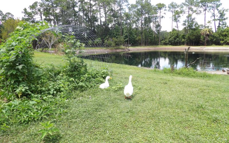 Ducks take a stroll around the pond at Jaybird Hammock Farm. By Marisa DeMar/News-Leader