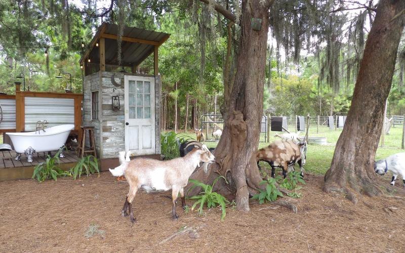 Goats at Jaybird Hammock Farm in Yulee. By Marisa DeMar/News-Leader