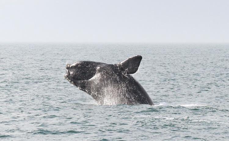 A recently passed appropriations bill provides $21 million toward conservation of North Atlantic right whales. The bill was signed in March by President Joe Biden.