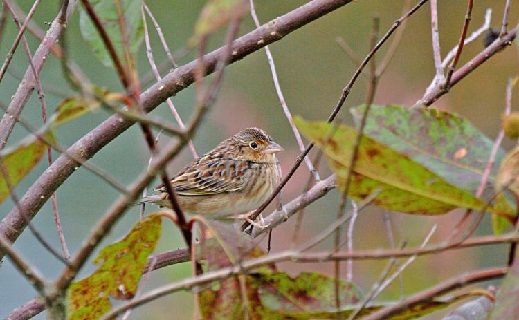 The Florida Fish and Wildlife Conservation Commission, along with other agencies and groups, have helped increase the number of grasshopper sparrows in Florida.