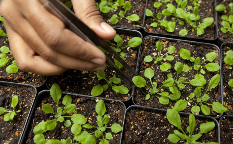 Submitted by University of Florida Institute of Food and Agricultural Sciences (UF/IFAS)