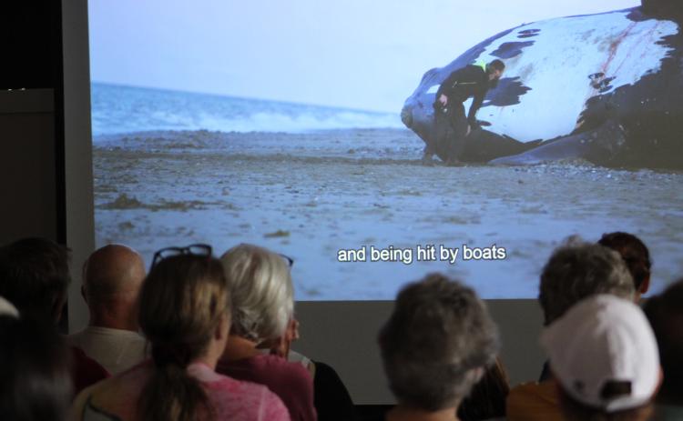 Audience members watch ‘Last of the Right Whales,’ a documentary featuring efforts being made to conserve North Atlantic right whales. Photo by Holly Dorman.