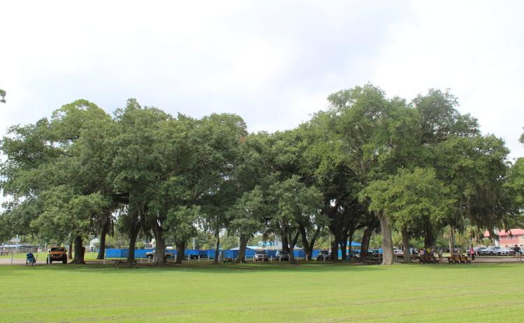 Fernandina Beach Vice Mayor Len Kreger said an assessment of a tree in Central Park showed it could be saved by simply moving a picnic table near it. The City Commission agreed to move forward with an assessment of the 14% of the trees on city rights-of-way that have been determined to be in poor condition in order to save the city’s tree canopy. Photo by Julia Roberts/News-Leader