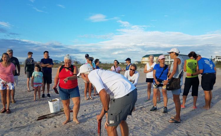 Volunteers from the Amelia Island Sea Turtle Watch excavated one of only six green sea turtle nests on Friday.