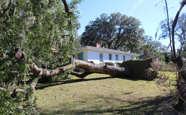 High winds blew down trees on Atlantic Avenue in Fernandina Beach. Photo by Julia Roberts.