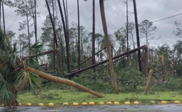 Hurricane Idalia snapped off trees in Taylor County. File photo