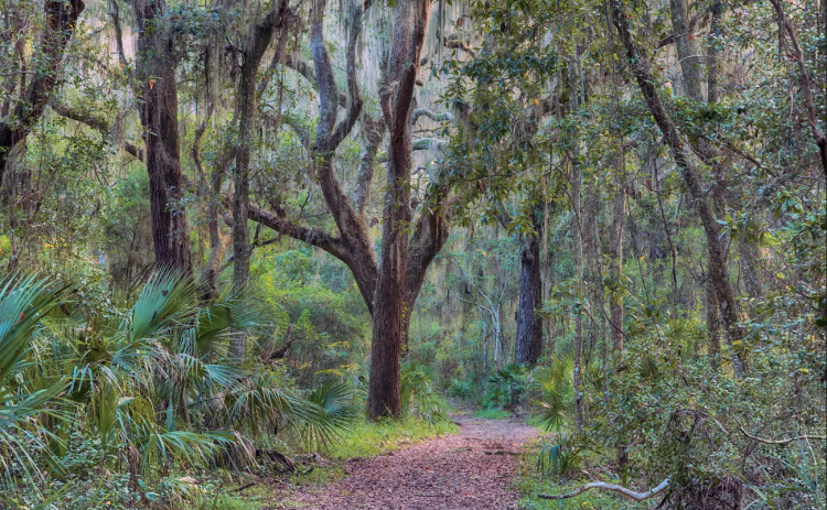 Martime hammock is what Amelia Island would look like completely undeveloped. Submitted photo