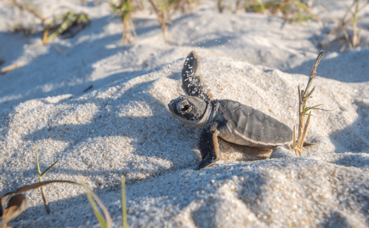The turtle nesting season on Amelia Island takes place annually from May to October. Amelia Island is a popular nesting site for several species of sea turtles, including the Loggerhead, Green and Leatherback turtles. Submitted photo