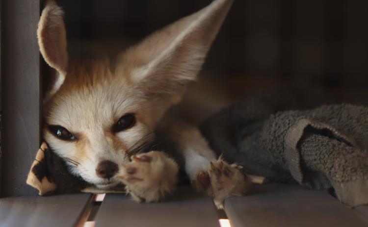 Koa, a fennec fox from The Salty Fox Sanctuary, wakes up from a nap at the flash-tattoo event held at The Salty Fox Tattoo & Apothecary on Sunday in Downtown Fernandina Beach. The event was held to raise money for the local sanctuary. Photo by Ashley Chandler/News-Leader