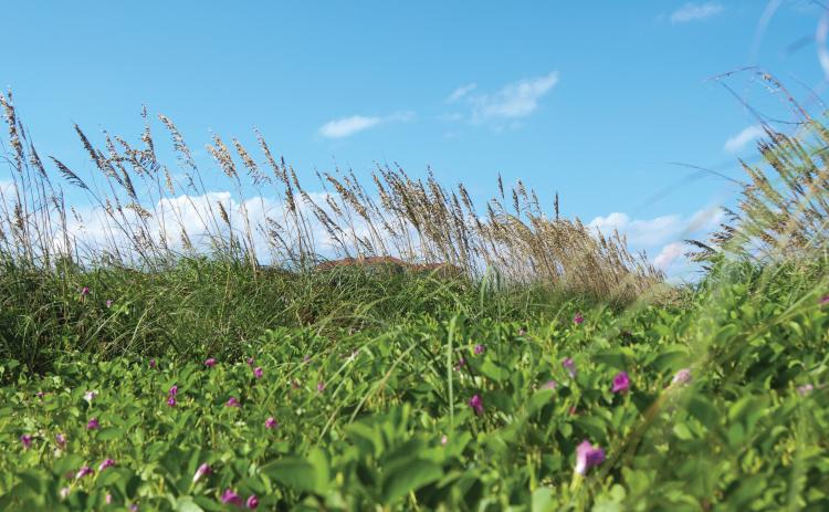 Sea Oats and Railroad Vine are thriving Sept. 17 behind Dave Bowman’s house on the south end of Amelia Island. Photo by Ashley Chandler/News-Leader