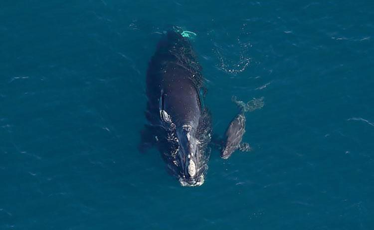 A North Atlantic right whale named Horton is pictured with her newborn calf. Photo by Clearwater Marine Aquarium Research Institute, taken under NOAA permit #26919
