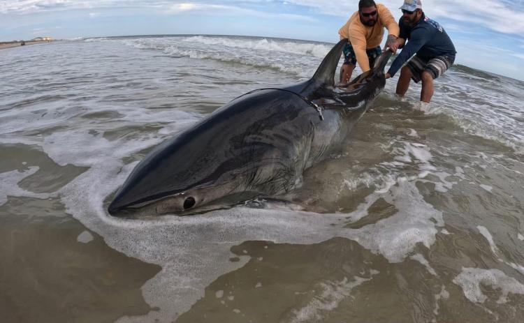 Alberto Vanegas and Kenneth Raby are pictured with the first-ever great white shark catch made from the beaches of Amelia Island and maybe the entire state of Florida. The historic shark catch was made Tuesday and measured 9.5 feet long. Submitted photo