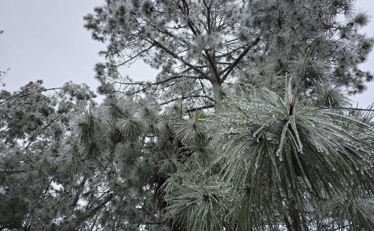 Ice covers trees Wednesday. Photo by Ashley Chandler/News-Leader