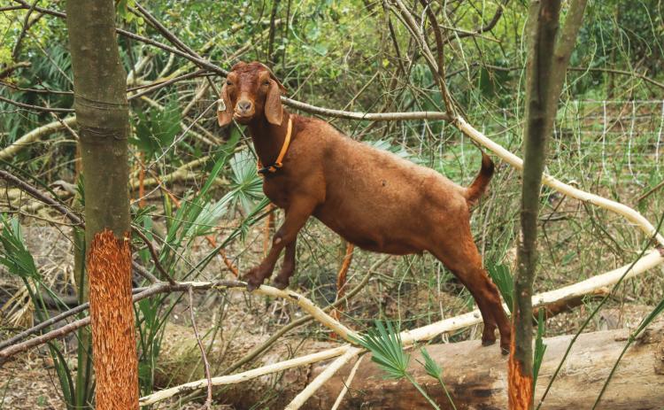 A member of the Jacksonville-based Goats on the Go herd forages for food in the tree branches in December on a parcel of conservation land owned by Fernandina Beach. Photo by Ashley Chandler/News-Leader