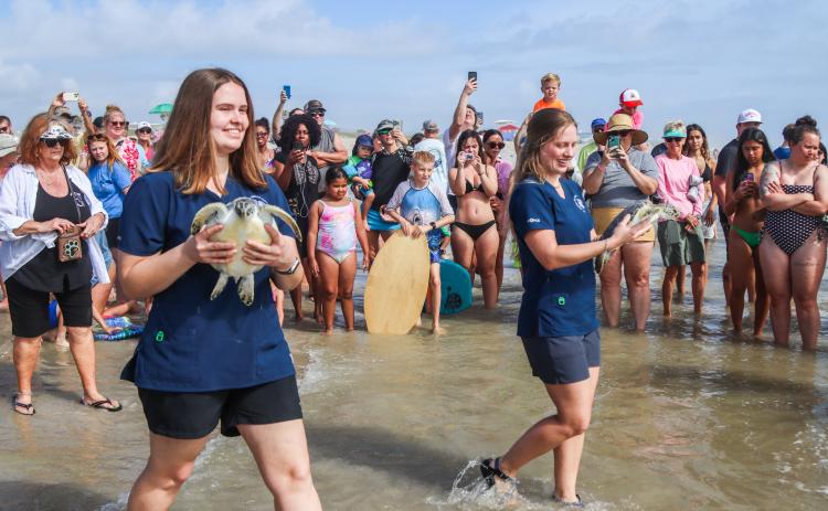 The Georgia Sea Turtle Center works with Amelia Island Sea Turtle Watch, Wild Amelia and the city of Fernandina Beach to host rehabilitated Sea Turtle release events at Main Beach. Photo by Ashley Chandler/News-Leader