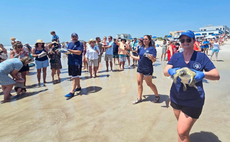 In conjunction with the Wild Amelia Nature Festival, The Georgia Sea Turtle Center worked with the Amelia Island Sea Turtle Watch and Keep Nassau Beautiful on Thursday to bring locals an extra special sea turtle release. Four rehabilitated green sea turtles, Coriander, Turmeric, Anise and Spearmint, were released into the Atlantic Ocean. Photo by Ashley Chandler/News-Leader