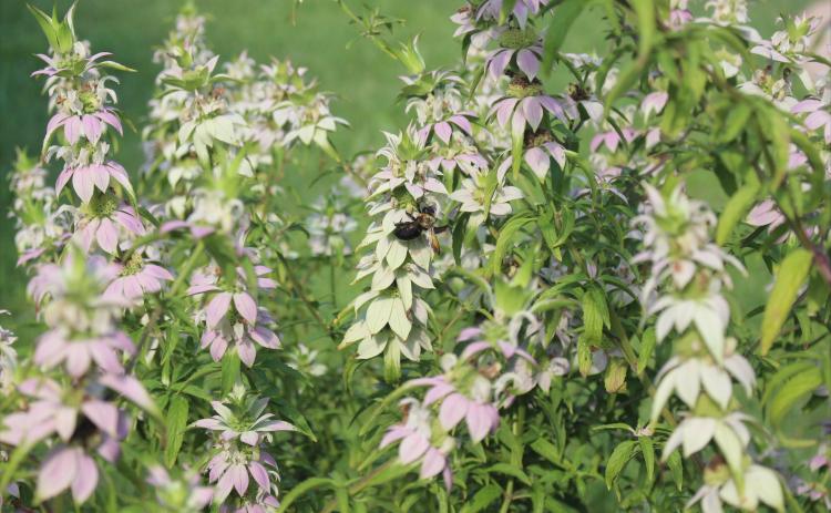 A pollinator on a Beebalm plant in the Egan’s Creek Garden. By Marisa DeMar/News-Leader