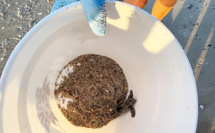 The Amelia Island Sea Turtle Watch on July 22 hosted a public excavation just south of Peters Point Beach. A baby loggerhead turtle was caught in its shell and required assistance to reach the water. Photo by Marisa DeMar/News-Leader