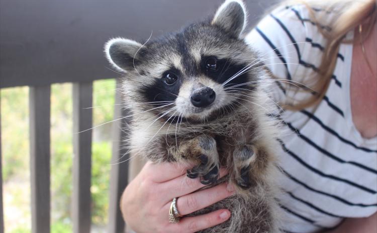 Crystal the raccoon visits Seaside Park in Fernandina Beach on Thursday. Photos by Marisa DeMar/News-Leader