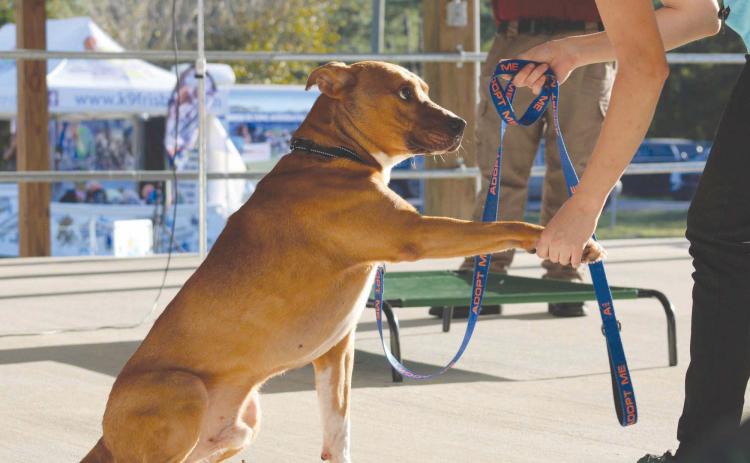 The Nassau County 4-H Extension Office’s Dog Program held its competition at the Northeast Florida Fair. The program aims to teach youth important dog-handling skills and necessary pet-care knowledge. PHOTOS BY ROXIE OAKES, 4-H MEMBER OF THE HEAD, HEART AND ART 4-H CLUB