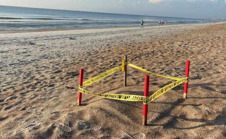 Photo 1: A sea turtle nest on Peters Point Beach marked by Amelia Island Sea Turtle Watch in July. Photos by Marisa DeMar/News-Leader 
