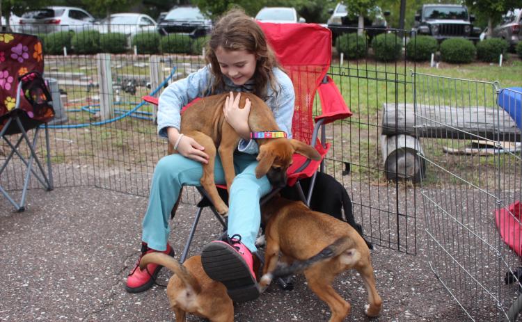 Puppy love at the Nassau Humane Society's Barktoberfest at Mocama Beer Company on Saturday.  By Marisa DeMar/News-Leader 