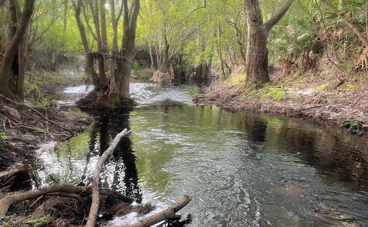Bryan Simpkins took this photo when he kayaked the St. Marys River, from the Okefenokee swamp to the Atlantic Ocean, for 130 miles.