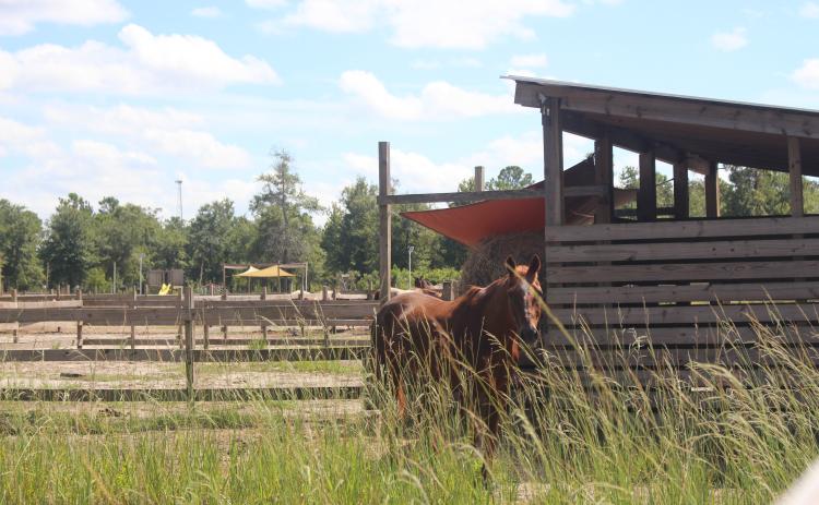 One of Paramount ARC’s therapy horses in September. Marisa DeMar/News-Leader