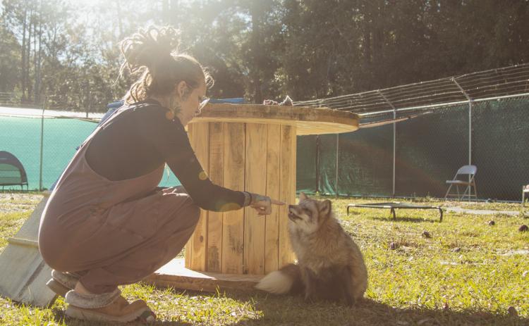 Kayla Altman gives marshmallows to a fox in the play yard at the Salty Fox Sanctuary in Yulee. Photo by Ashley Chandler/News-Leader