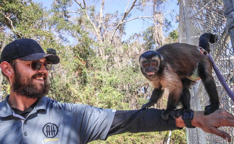 Chloe the capuchin monkey climbs on Jake Stephenson while setting up for work on Jan 1.  By Marisa DeMar/News-Leader 