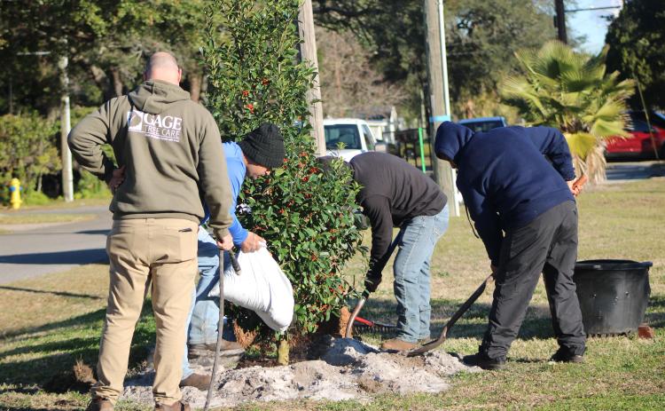 Gage tree care employees plant Holly trees on Florida Arbor Day, Jan. 16. By Marisa DeMar/News-Leader