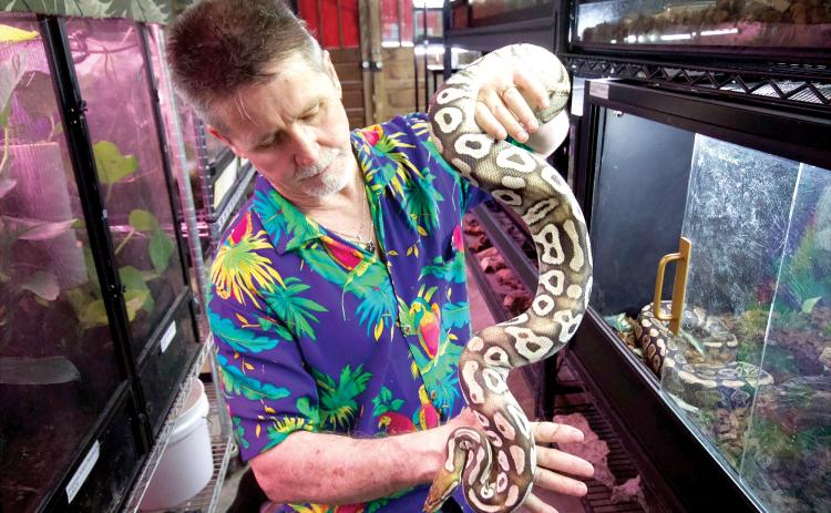 : Sam Johnson holds ball pythons for sale at Sam's Flying Frog Ranch in Yulee. By Marisa DeMar/News-Leader