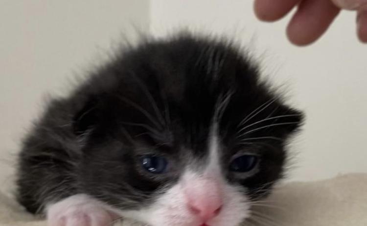 Two week old Ollie: this age requires the adequate care of being bottle fed every two hours if the mother is not present. Marisa DeMar/News-Leader