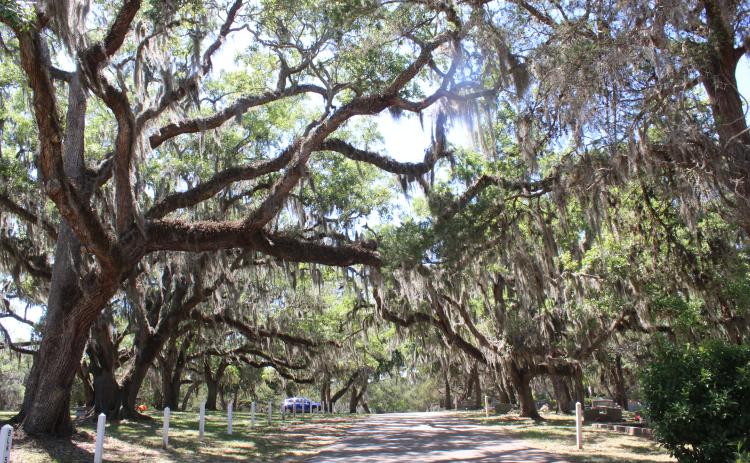 Bosque Bello cemetery is one of the latest properties in Nassau County to achieve a Level 1 Arboretum Accreditation from ArbNet. Photo by Amy Mulligan/News-Leader
