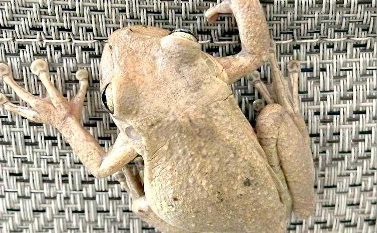 An invasive Cuban Treefrog found at a home in Fernandina Beach. Submitted photo 