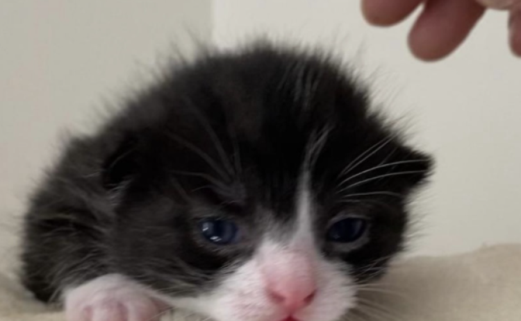 Two week old Ollie: this age requires the adequate care of being bottle fed every two hours if the mother is not present. By Marisa DeMar/News-Leader