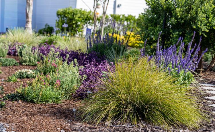 Local resident Pam Dawson’s entire front and back garden are a considered Florida-friendly landscape by the University of Florida. Submitted photo