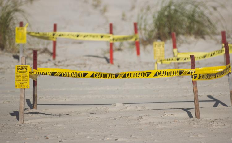 Sea Turtle nests are blocked off on American Beach. Between the Amelia Island Sea Turtle Watch, Fort Clinch and the Amelia Island State Park, at least 330 nests have been documented on Amelia Island so far this nesting season. Photo by Ashley Chandler/News-Leader