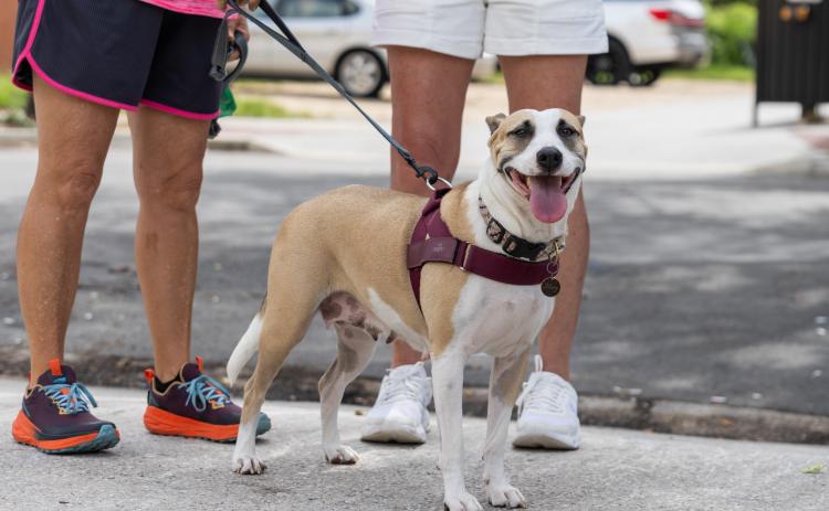 Free Biscuits recently hosted an adoption event, Puppy Palooza, on Centre Street. The organization said it wants to use data to determine what people need the most for their pets. Submitted photo